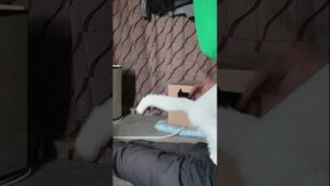 愛と喜びのシッポ #白猫　#shorts