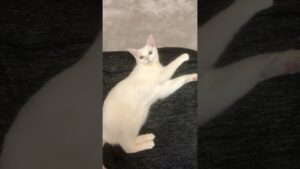 何ですか？的な顔をする白猫