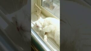 窓辺でゴロゴロ白猫さくら