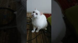 白猫さくら 赤い紐遊び