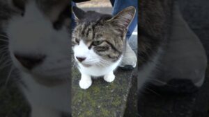 足元で鳴く きじ白猫