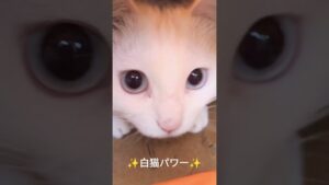 ✨白猫パワー✨＃猫＃cat＃shots