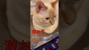 みるく怒ってます（白猫）