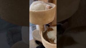 【女子軍団を束ねるルーガママ❗😸】#保護猫 #保護活動 #茶白猫 #キジトラ #三毛猫 #白黒#猫好きさんと繋がりたい #猫好き#茨城県 #youtube #shorts